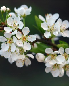 pexels-hieu-641561 pexels-hieu-641561