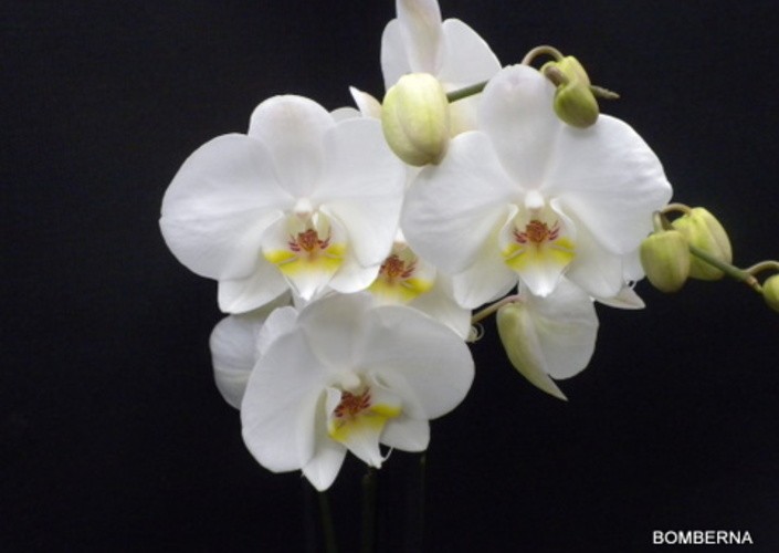 orchidee orchidee