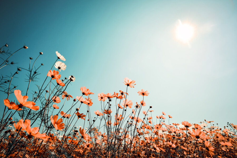 AdobeStock_132566888